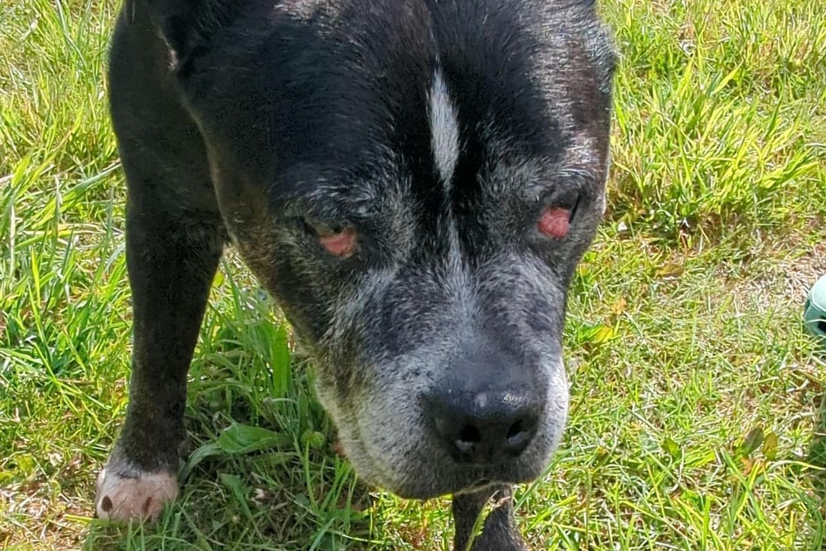 Blind and badly neglected elderly Staffordshire Bull Terrier put to sleep ...