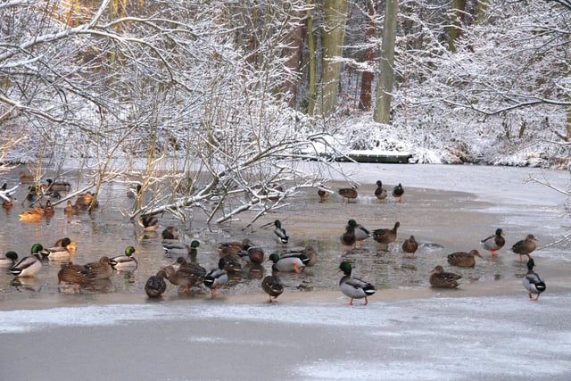 Ducks struggle on the icy lake at Vigo Wood in 2009.