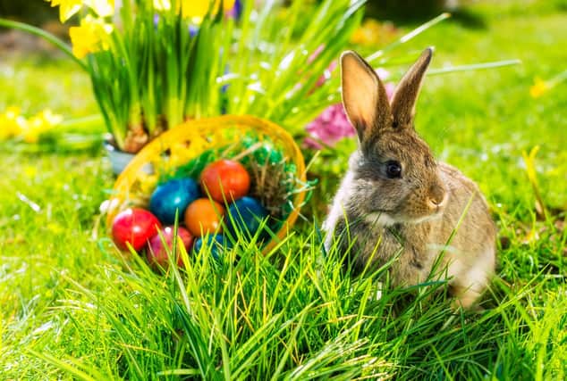 Has the Easter bunny been to see you today?