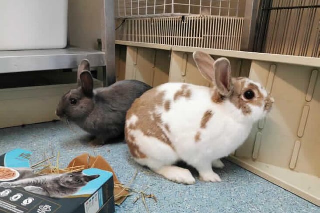 Meadow was initially very sure, but has been gaining confidence with people and her friend Vinegar, who she needs to be rehomed with. The pair need a home with a hutch and run set up inside and outside access. Contact RSPCA Blackberry Farm Animal Centre on 0300 123 0752