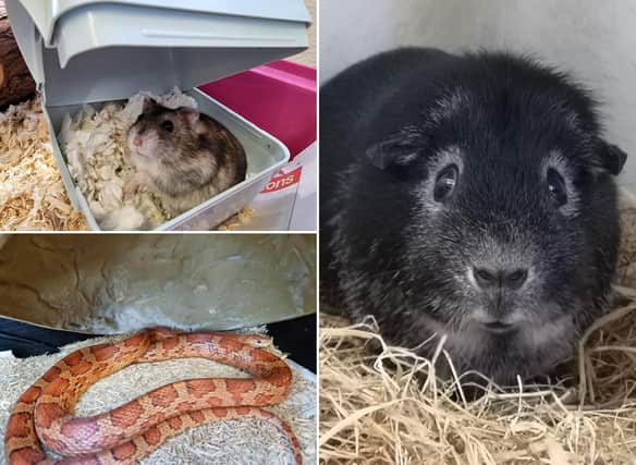 Scottish SCPA in pictures: Animal charity seeks home for small, often overlooked animals