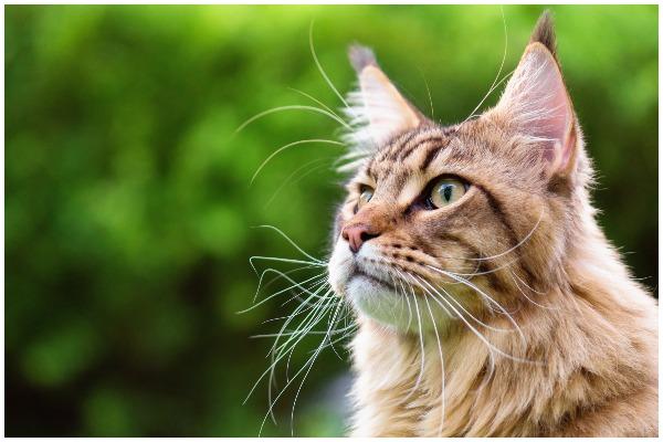 Main Coon cats are friendly and loyal, but also have an independent streak. They love cuddles in your lap and are also a very intelligent cat breed (Photo: Shutterstock)