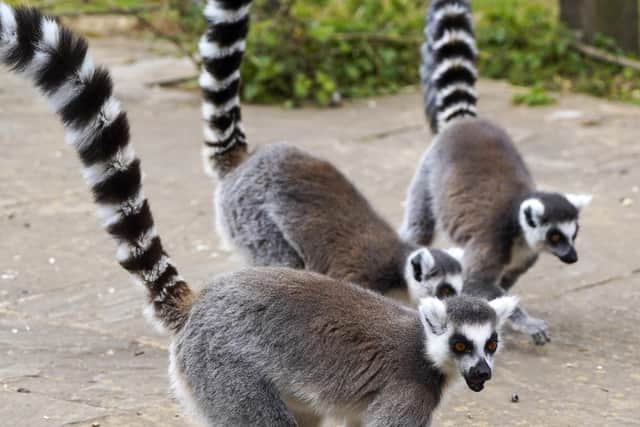 Ring-tailed Lemurs at the Tropical Butterfly House. Picture Scott Merrylees