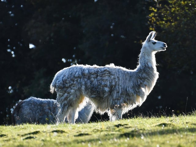 A Llama at Culzean.