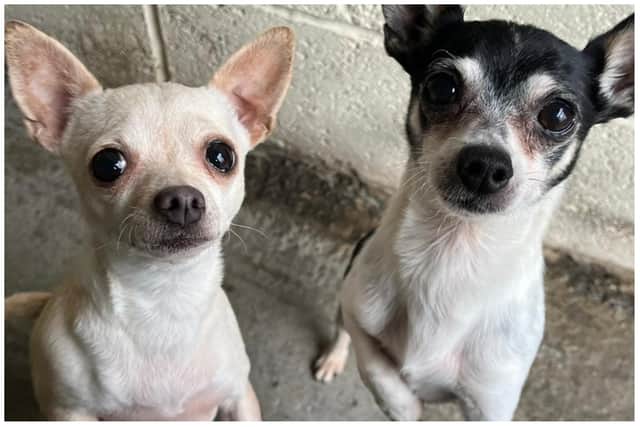 Chihuahuas Toby and Chloe were abandoned without food and water while their owners went on holiday. The search for a new loving home for the pair is now on