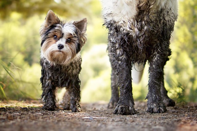 Meaning: Filthy, dirty, covered in mud. Example: “Don’t come in the house, you’re all loppy.” (Photo: Shutterstock)