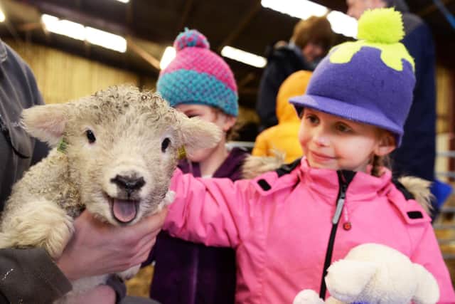 Whirlow Hall Farm in Sheffield has opened up again for the lambing season over the Easter holidays for the first time since the pandemic. Pictured is newly-born Alfie, meeting Blossom Ogden in February 2020