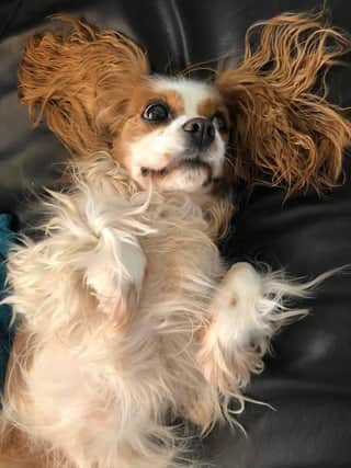 This Cavalier King Charles Spaniel Bella belongs to Adam Wolff, who said she loves the fact he is home so much.