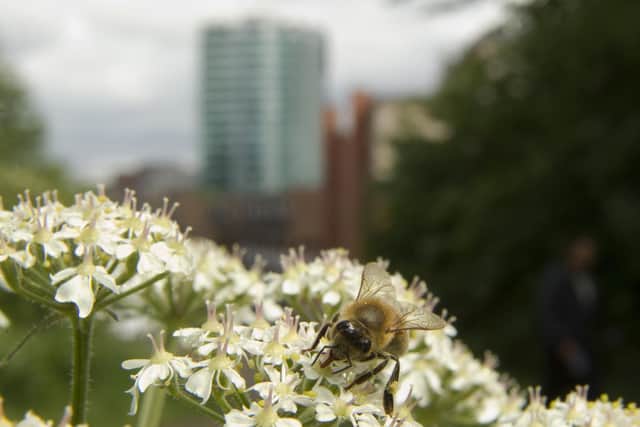 Bee on cow parsley, Sunnybank NR, Sheffield City Centre. Sheffield wildlife campaigners are warning more needs to be done to protect the city’s natural environment. PIcture: Paul Hobson