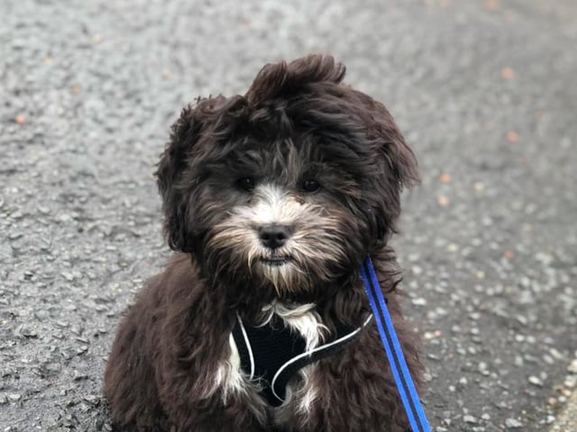 Shih-poo (that's a Shih Tzu x Poodle) Oreo has been keeping owner Amy McCulloch company during lockdown