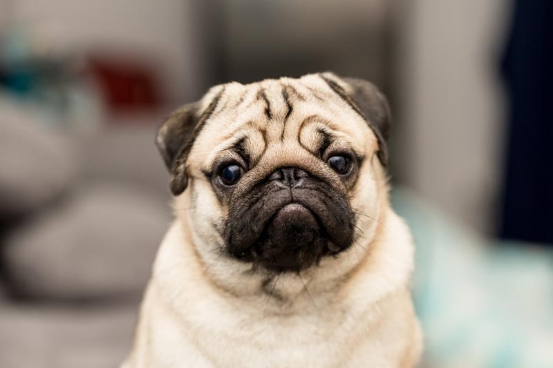 The popular pug had 201,000 Google searches in 2020.