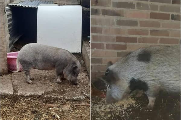 The pigs could be on the loose in Doncaster.