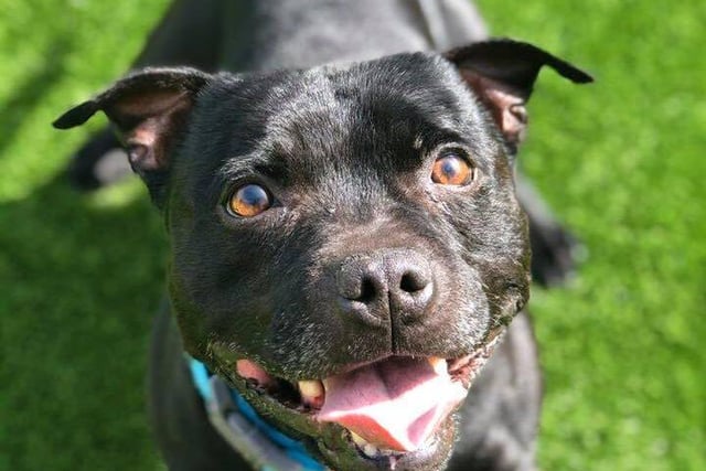 Deano is a 5 year old male Staffie, who is described as a “sweet natured boy”. Friendly and affectionate, he would suit a home with a family with high school aged children, 12 or above