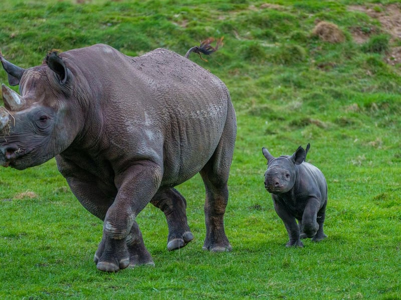 Get up close with some of the world’s most incredible animals at Yorkshire Wildlife Park. From polar bears to lions, this conservation-focused park is an exciting and educational day out for animal lovers. 📍 Hurst Ln, Auckley, Doncaster DN9 3QY