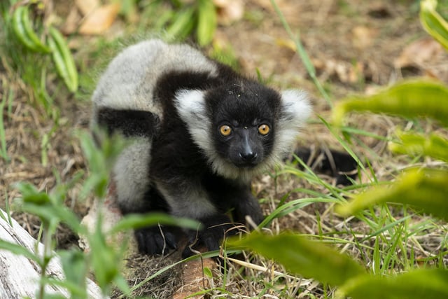 Black and white ruffed Lemur.