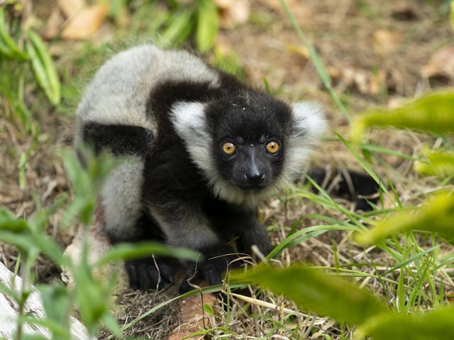 Black and white ruffed Lemur.