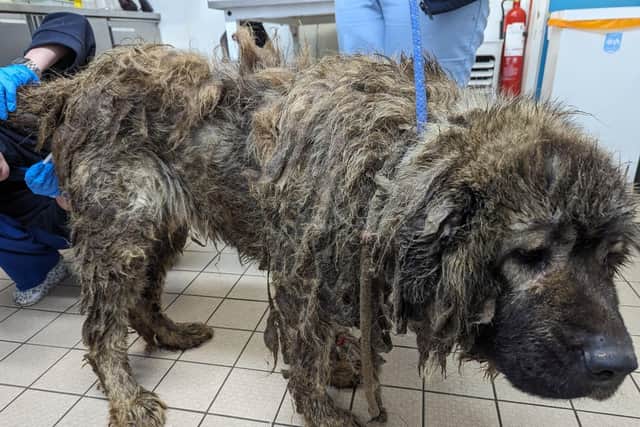 Poor Sheila was found in a seriously emaciated and matted state.