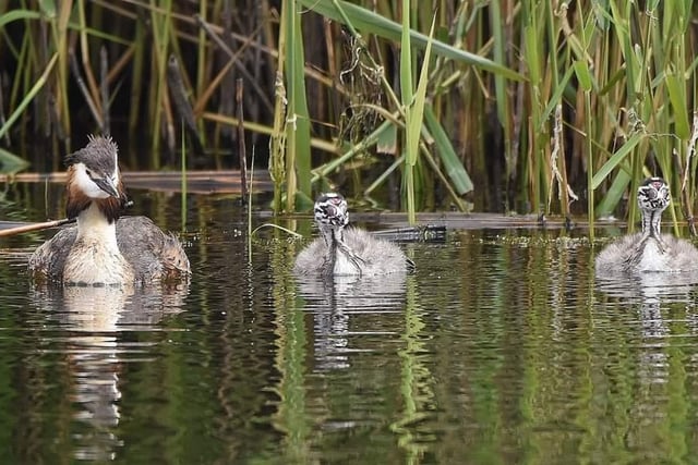 Great crested grebe with young, known as humbugs, waiting for dad to bring lunch