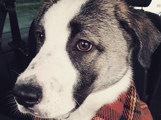 Bonnie, affectionatley known as 'B-dog', is a six-month-old Collie cross Bucovina Shepard dog. Owner, Sam, said: "She's slotted right into our family, she loves the kids. Can't imagine life without her now."