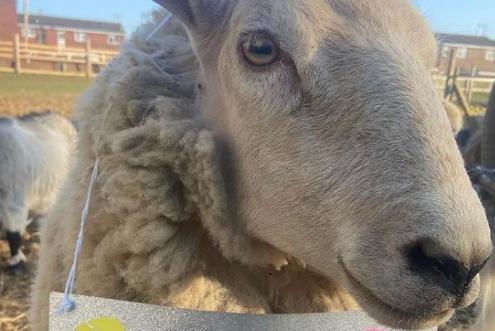 The animals from @manor_estate_farm say Happy Easter.