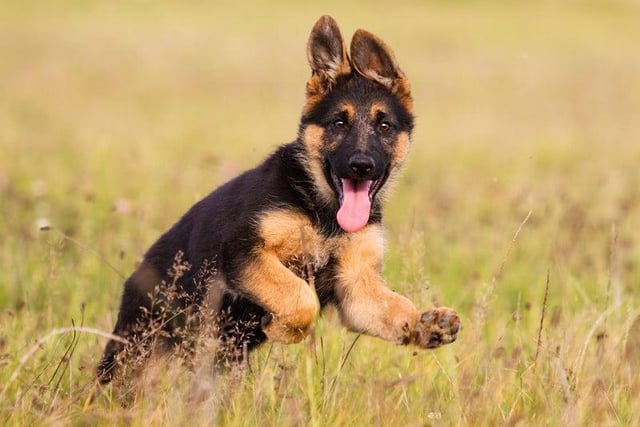 The German Shepherd is of high intelligence, loyal, confident and courageous (Photo: Shutterstock)