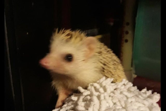 Flo the African pygmy hedgehog, who turns two this year.