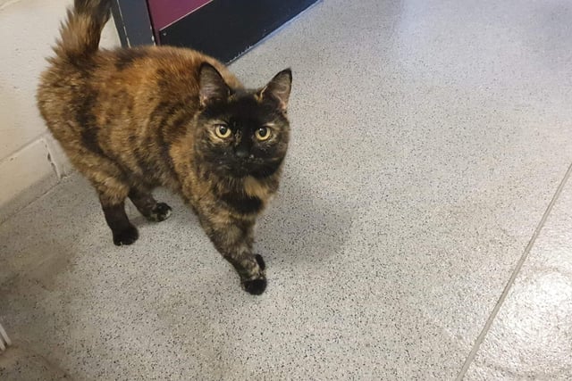 Ahri is a very independent 7 year old lady who is looking for an experienced home owner and she can be the only cat in the house.
