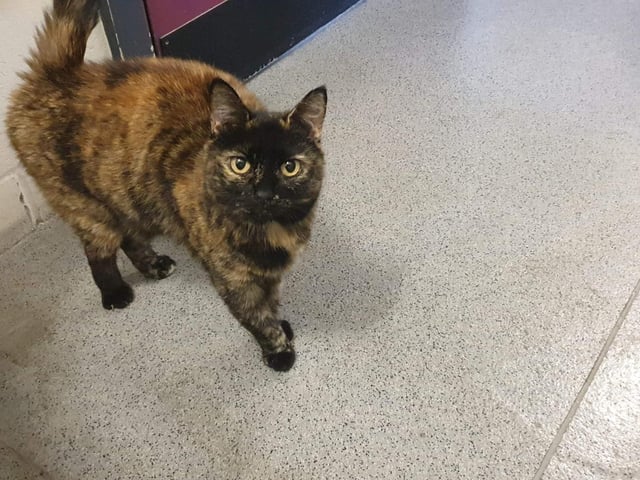 Ahri is a very independent 7 year old lady who is looking for an experienced home owner and she can be the only cat in the house.