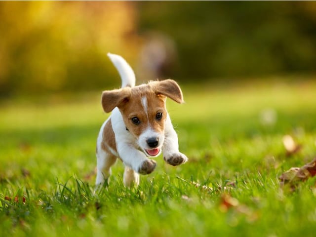 Daisy ranked as the fifth most popular female dog name, with Teddy ranking fifth for males.