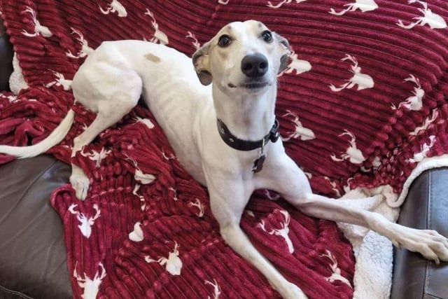 Mickey is one-years-old, and described to be "the perfect balance of fun and companionship". He's a very happy lurcher with a wiggle bum for everyone he meets. He is currently being trained to walk nicely with dogs without always playing to help him on walks. He can't live with cats or small animals, and he would be best suited as an only dog while he works on being socialised. He can live with primary school-aged children who understand his puppy-like antics.