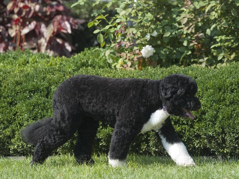 The Portuguese Water Dog was originally bred to accompany fisherman at sea, so they love the water! They love life by the sea and love walkies. Picture: SAUL LOEB/AFP via Getty Images