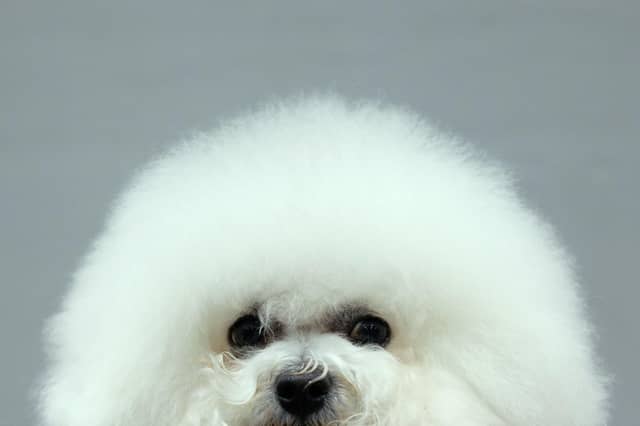 Best dogs for living in the city. Picture: Leon Neal/Getty Images
