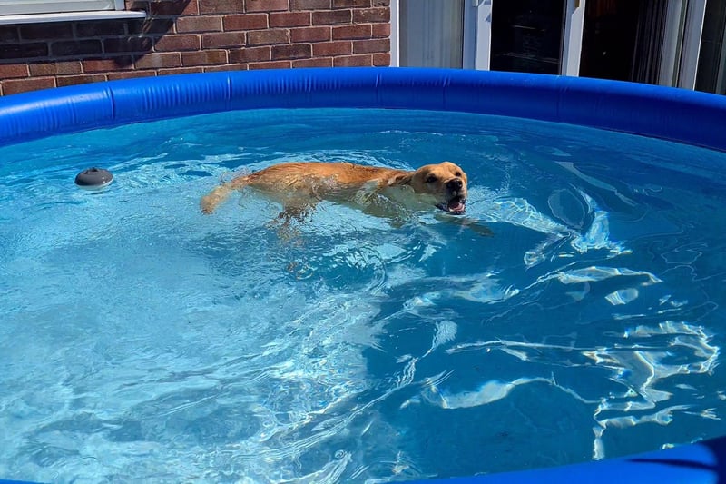 Max the dog enjoying the paddling pool.