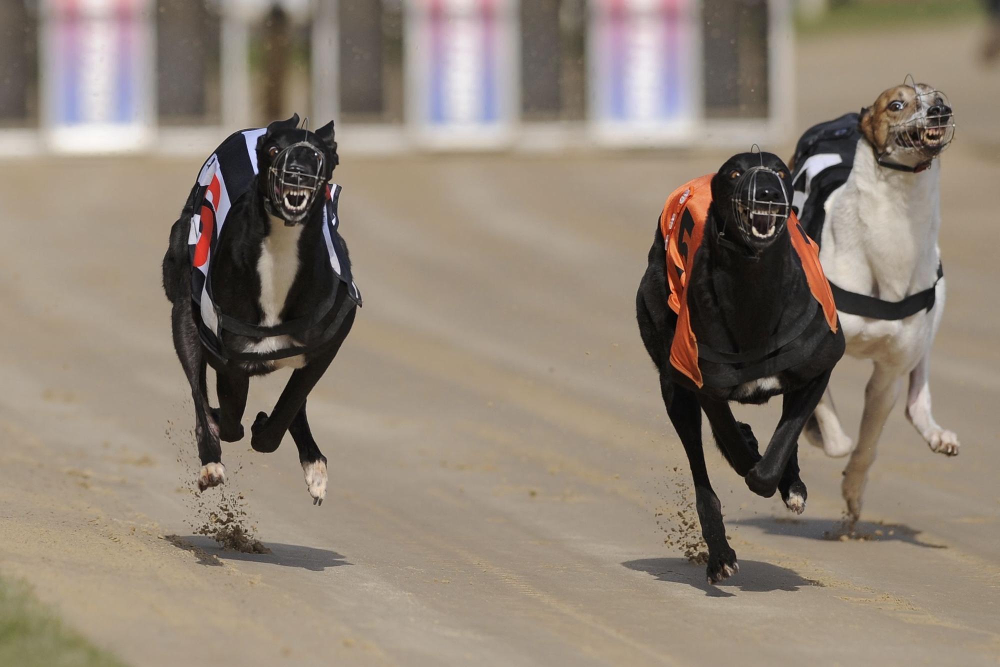 Animal charity expresses concern for greyhounds being raced during Sheffield heatwave