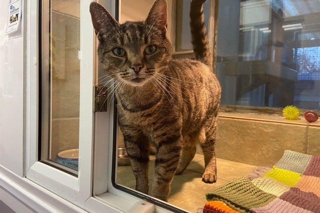 Stevie is a loveable and friendly cat who loves cuddles. He is looking for a home where he can explore a little, and cuddle up with his new owners.