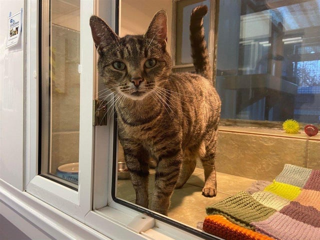 Stevie is a loveable and friendly cat who loves cuddles. He is looking for a home where he can explore a little, and cuddle up with his new owners.