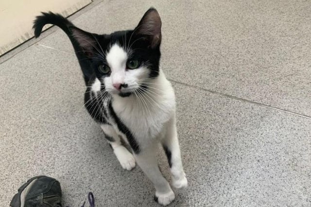 Domestic Shorthair crossbreed, black and white, aged 6-12 months - Marilyn and Mara come as a pair. Described as "gorgeous girls", the pair love to balance with cuddles and play time, and will sit for hours having a snuggle or go out and run and play.