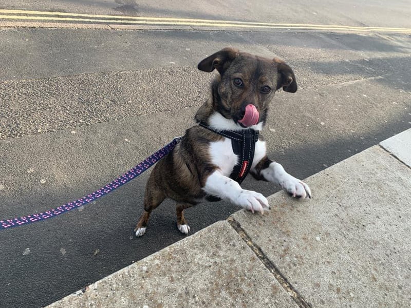 This is Pepper, owned by Charlotte Percival.