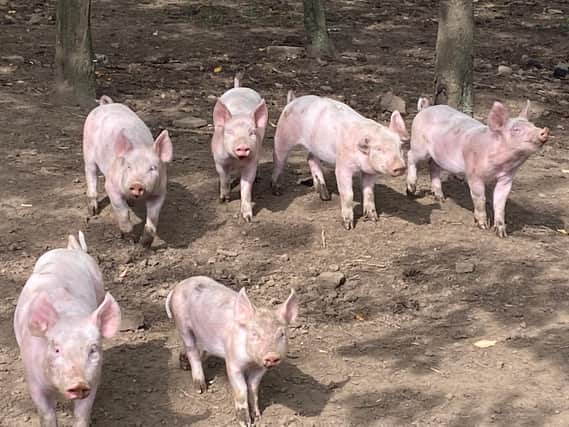 Piglets at Whirlow Hall Farm taken by Christine Rose