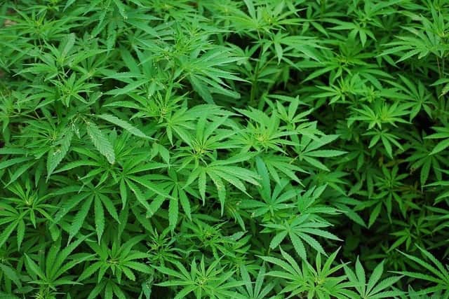 A drug-offender has narrowly been spared from jail after police found cannabis plants, similar to those pictured, at his former South Yorkshire home.