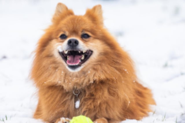 RSPCA's expert tips to help keep dogs, cats and pets safe as cold weather hits South Yorkshire