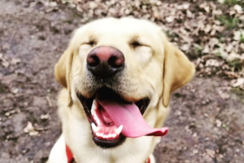 Lynny Patience took this picture of her happy labrador.