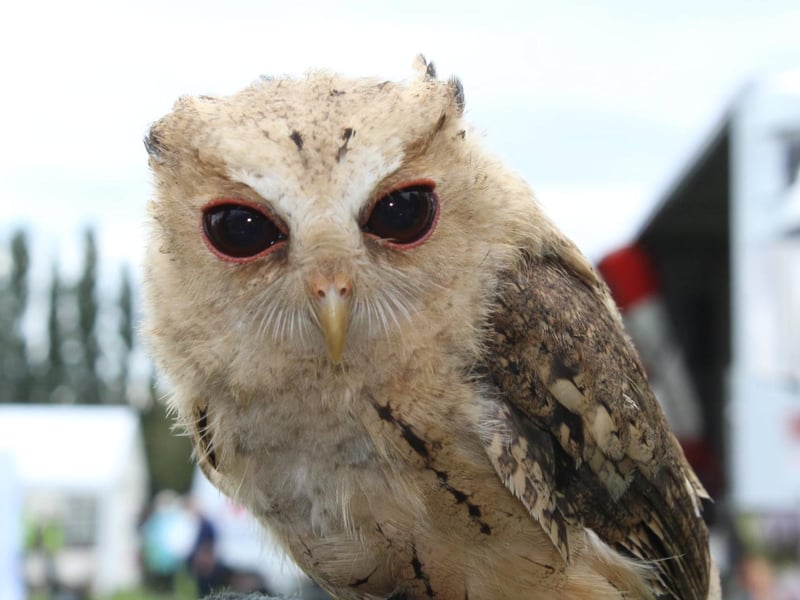 One of the many handsome birds of prey on display at Party In The Park. They were supplied by The Aviary.
