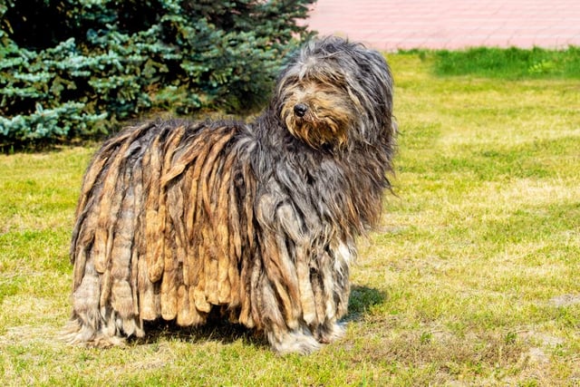 The Bergamasco Sheepdog is loyal, protective, and is among the more calm of dog breeds (Photo: Shutterstock)