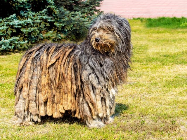 The Bergamasco Sheepdog is loyal, protective, and is among the more calm of dog breeds (Photo: Shutterstock)
