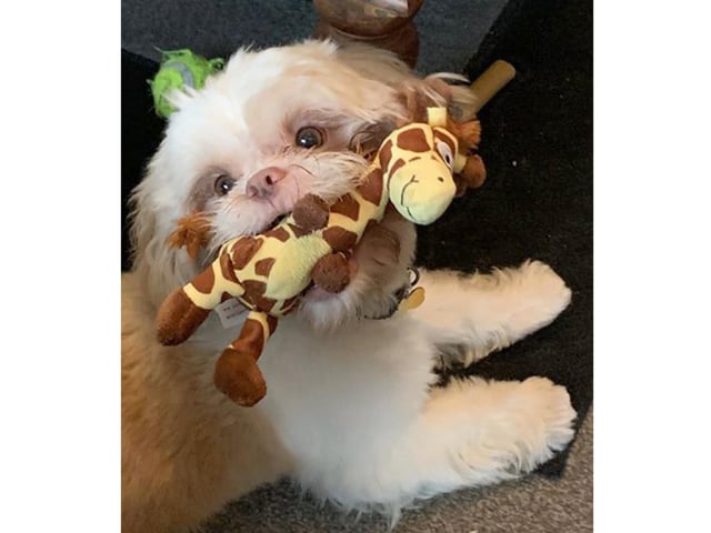 Mandy Edney, from Portsmouth, sent in this picture of her dog Reggie playing with his toy during lockdown.