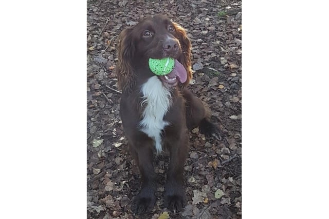 An eight year old Sprocker who works as a drugs, cash and firearms dog