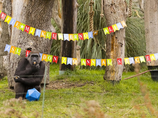 Western lowland gorilla Mjukuu being counted during the ZSL London Zoo annual stocktake.