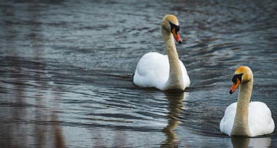 Swans on a lake by @nikalwest