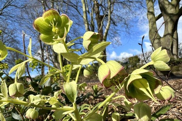 Hellebores in the park taken by @JohnH14458271